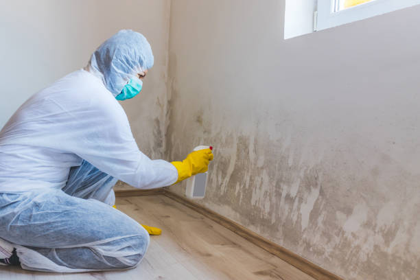Licensed Basement Mold Removal service in Caledonia, MN - WQB Mold Removal