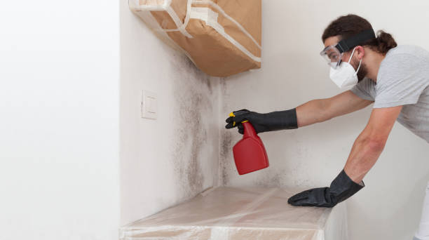 Professional Basement Mold Removal technician working in Caledonia, MN