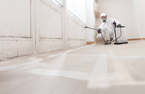 24/7 Emergency Basement Mold Removal experts in Caledonia, MN