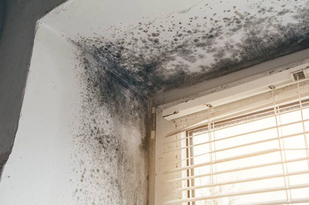 Affordable Basement Mold Removal solutions in Caledonia, MN